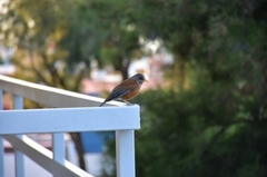 Turdus rufopalliatus