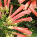 Erica glandulosa fourcadei - Photo (c) Nicola van Berkel, algunos derechos reservados (CC BY-SA), subido por Nicola van Berkel