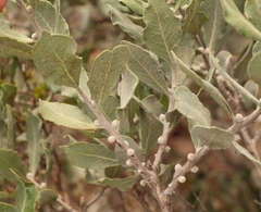Euclea tomentosa