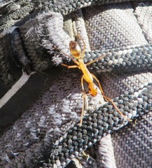 Camponotus importunus