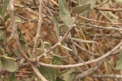 Euclea tomentosa