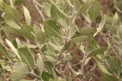 Euclea tomentosa