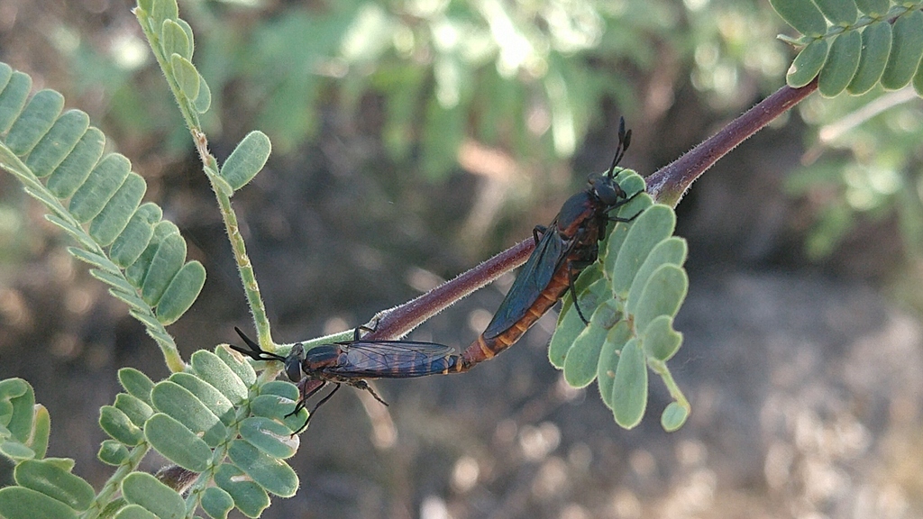 Phyllomydas scitulus