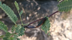 Phyllomydas scitulus