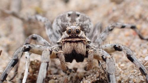 Spanish wolf spider