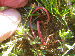 Lotononis involucrata