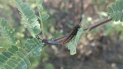 Phyllomydas scitulus