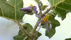 Solanum palinacanthum