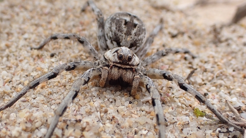 Spanish wolf spider