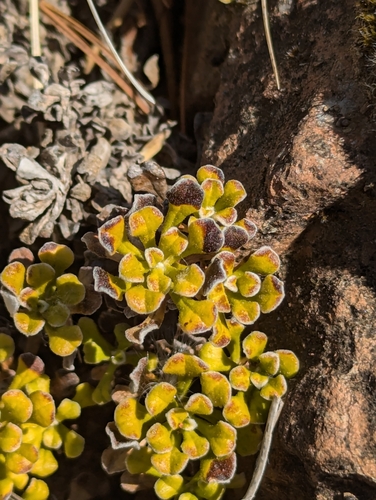 Image of Antennaria suffrutescens by (c) David Anderson, some rights reserved (CC BY)