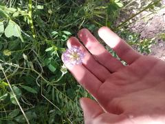 Astragalus laxmannii