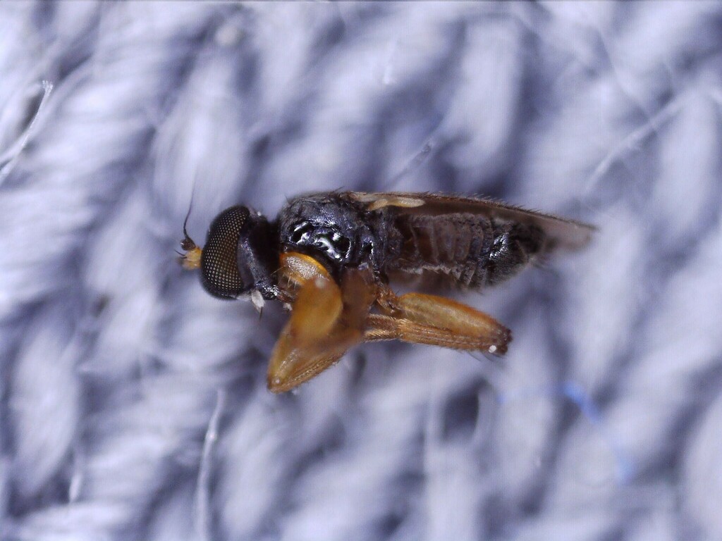 Stilpon graminum
