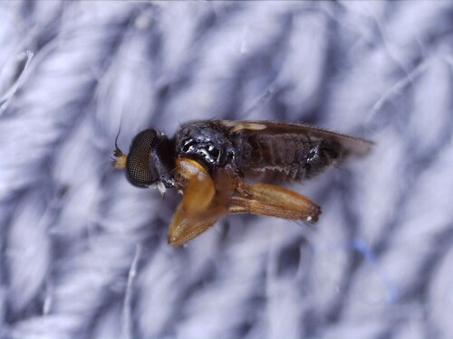 Stilpon graminum