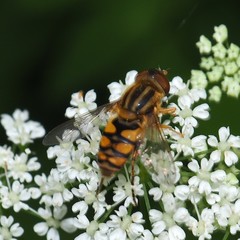 Parhelophilus integer