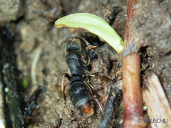 Pseudoneoponera rufipes