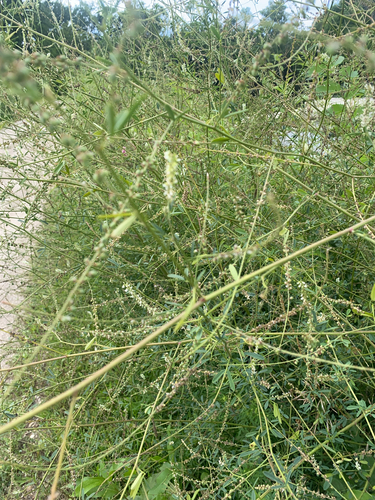 White Sweetclover