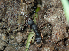 Pseudoneoponera rufipes
