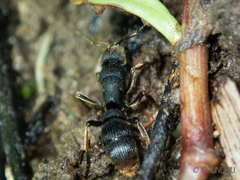 Pseudoneoponera rufipes