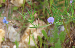 Lathyrus angulatus
