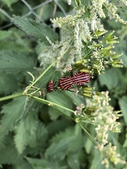 Graphosoma italicum italicum