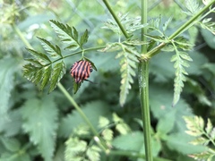 Graphosoma italicum italicum