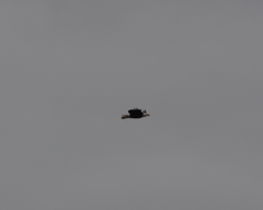 Haliaeetus leucocephalus washingtoniensis