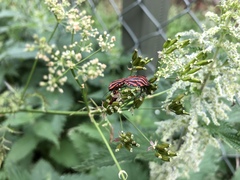 Graphosoma italicum italicum