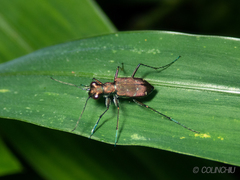Cylindera