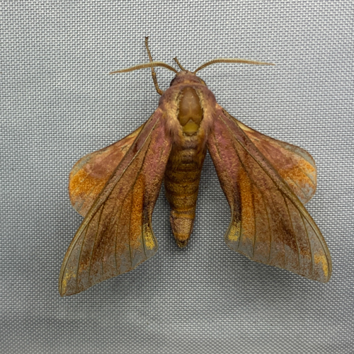 Huckleberry Sphinx photo 6