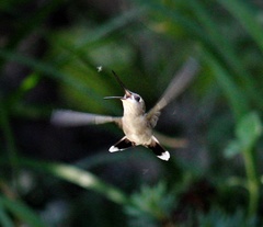 Archilochus alexandri