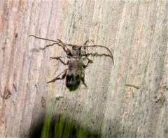 Exocentrus adspersus