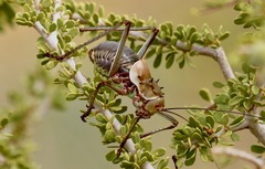 Acanthoplus longipes