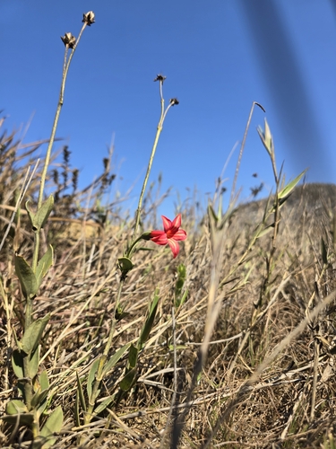 Calolisianthus pedunculatus (Calolisianthus pedunculatus)