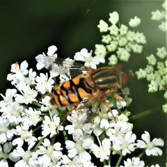 Parhelophilus integer