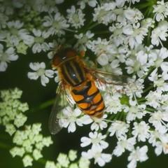 Parhelophilus integer