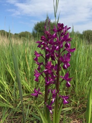 Anacamptis laxiflora