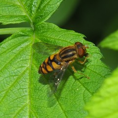 Parhelophilus integer