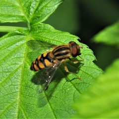 Parhelophilus integer