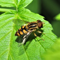 Parhelophilus integer