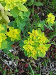Helioscopia