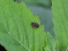 Ochteridae