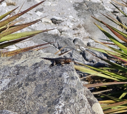 Rodrigues' Lava Lizard, Eurolophosaurus nanuzae