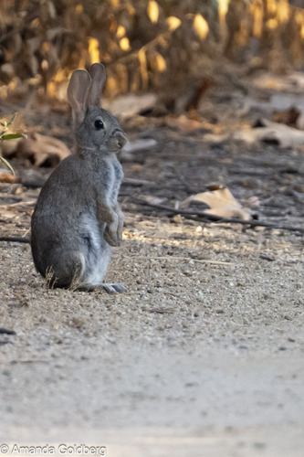iNaturalist observation photo of Cottontail Rabbits