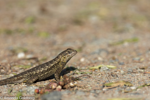 iNaturalist observation photo of Western Fence Lizard