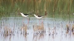 Himantopus himantopus