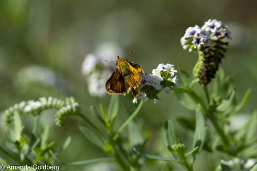 iNaturalist observation photo of Fiery Skipper