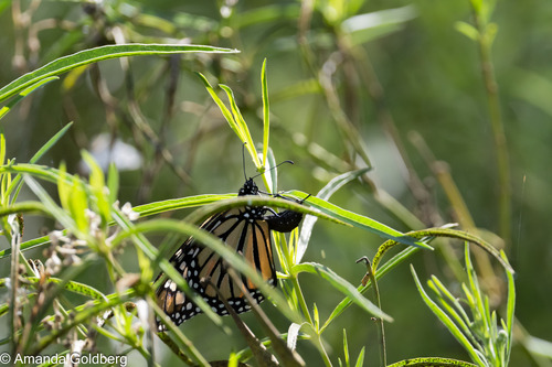 iNaturalist observation photo of Monarch