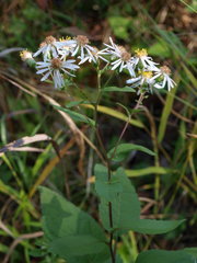 Eurybia furcata