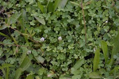 Trifolium monanthum
