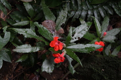 Nautilocalyx erytranthus